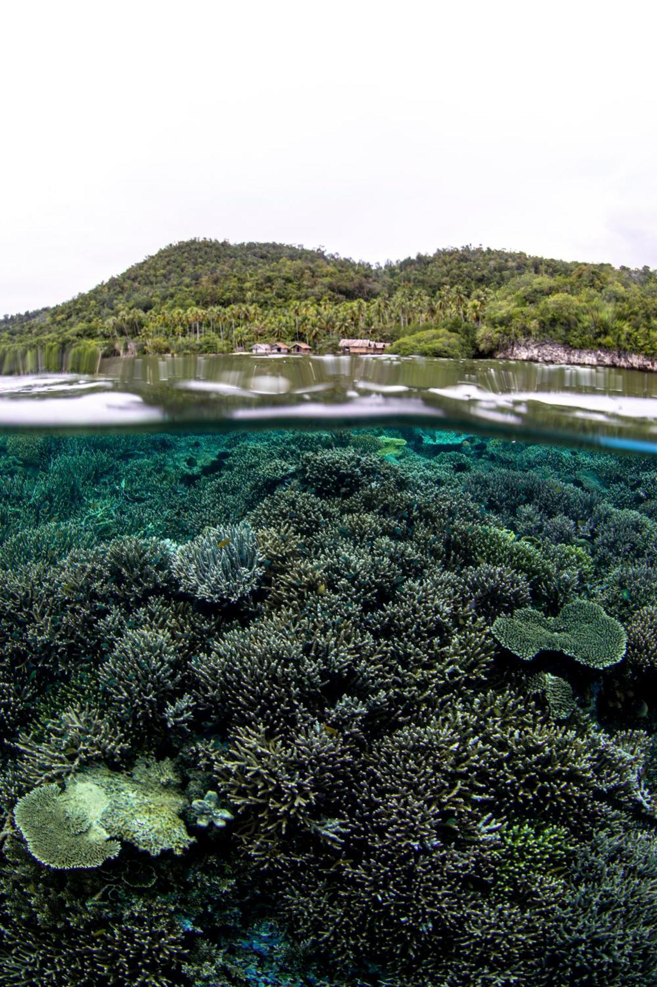 Mansuar Raja Ampat Bungalows Kri Eksteriør bilde